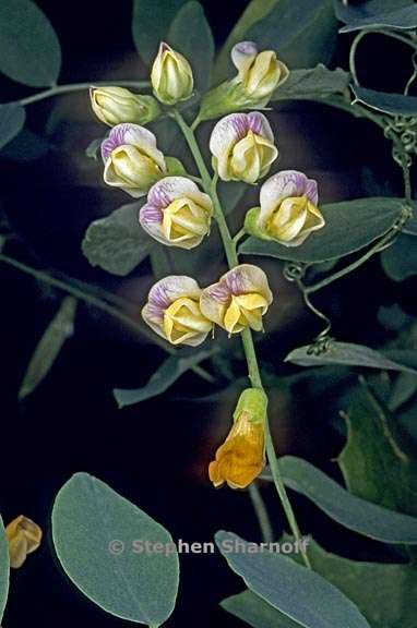 lathyrus sulphureus 2 graphic